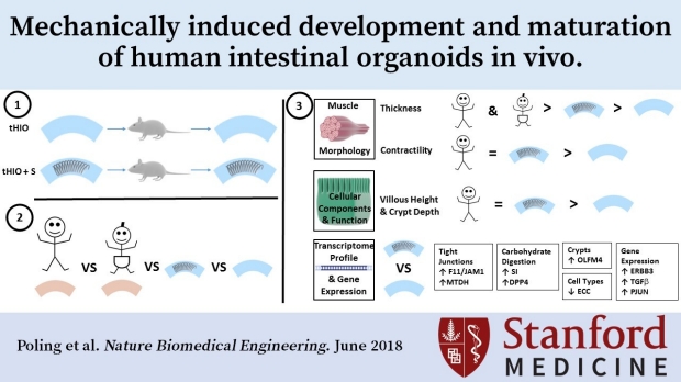 Mechanically induced development and maturation of human intestinal organoids in vivo