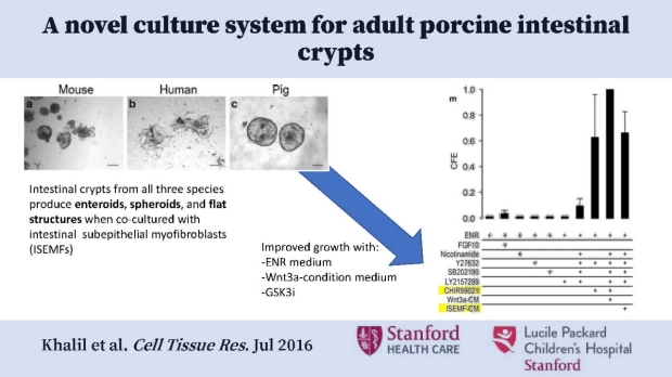 A Novel Culture System for Adult Porcine Intestinal Crypts