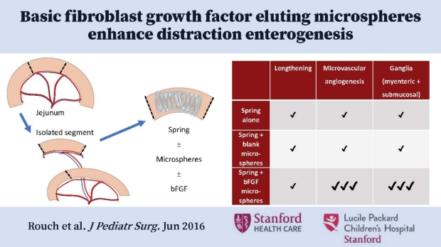 Basic Fibroblast Growth Factor eluting Microspheres Enhance Distraction Enterogenesis
